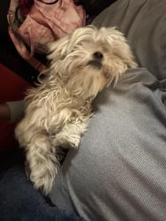 Lost Female Dog last seen Lunt & Wolcott, Chicago, IL 60626