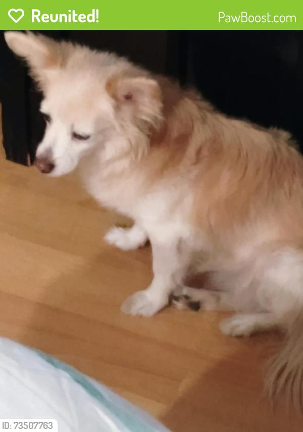 Reunited Female Dog last seen Washington St and Claremont St., Pasadena, CA 91104