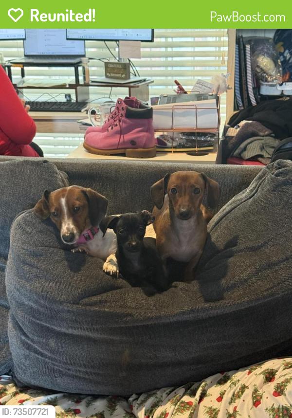 Reunited Female Dog last seen She dug a hole in our backyard and got out., Fort Worth, TX 76118