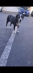 Found/Stray Unknown Dog last seen University and kansas, Riverside, CA 92507