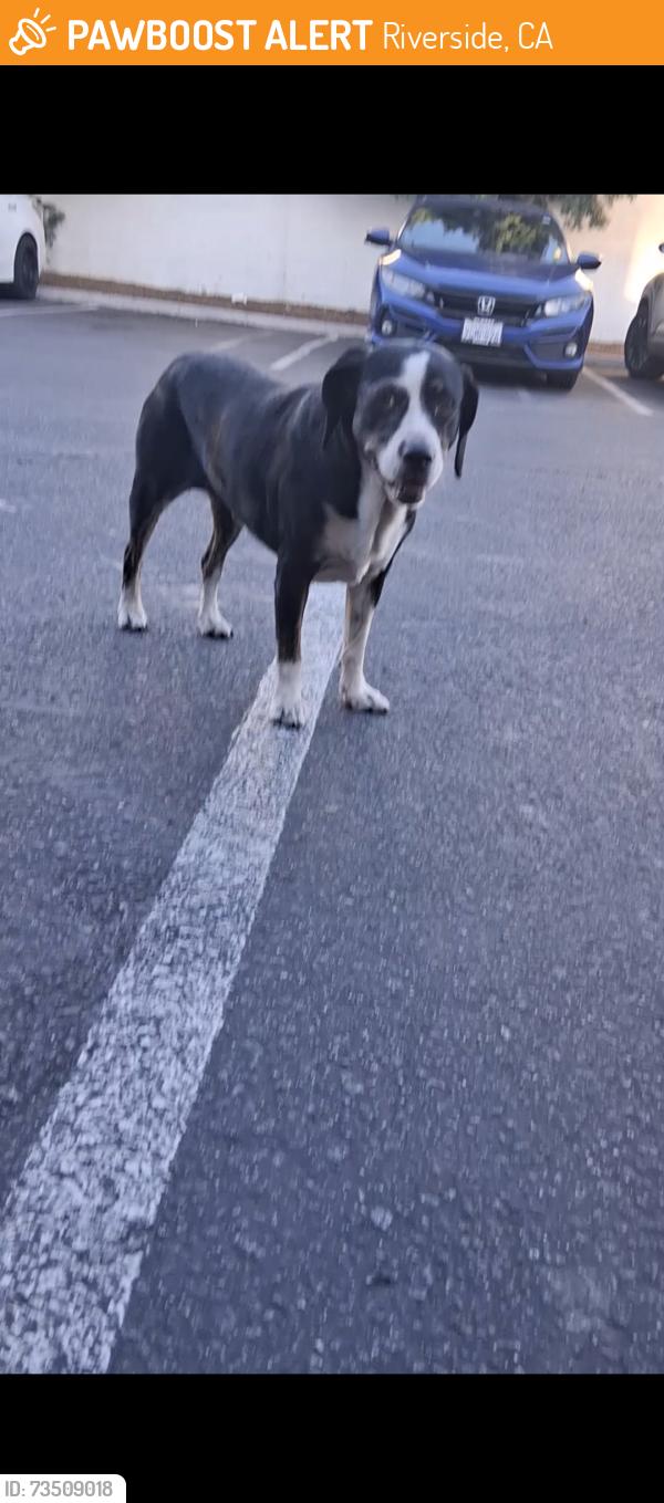 Found/Stray Unknown Dog last seen University and kansas, Riverside, CA 92507