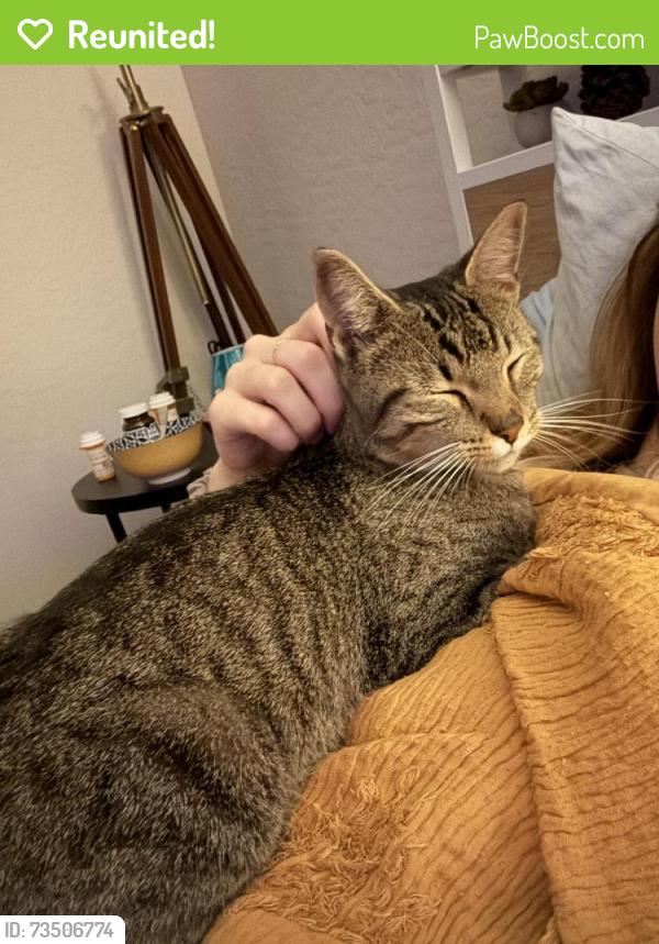 Reunited Female Cat last seen 83rd and Olive Ave, Peoria, AZ 85345