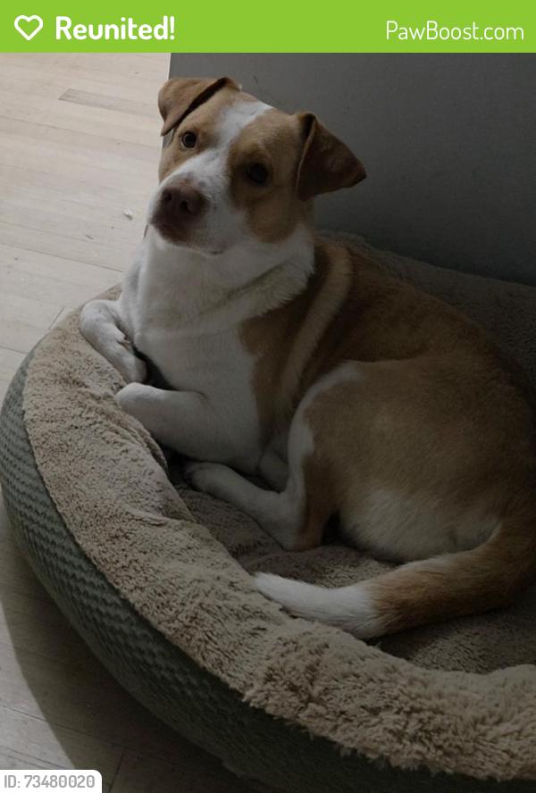 Reunited Male Dog last seen Fillyway road, Fayetteville, NC 28303