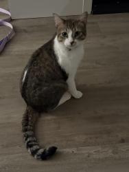 Reunited Male Cat last seen At Maine Ave apmts, Nampa, ID 83686
