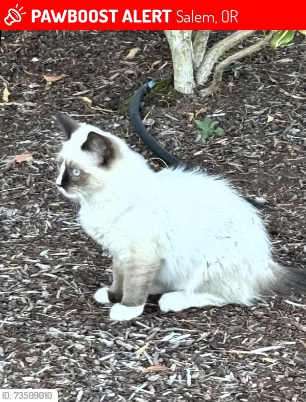 Lost Male Cat last seen Near Jordan St SE, Salem, OR 97317