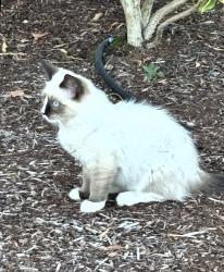 Lost Male Cat last seen Near Jordan St SE, Salem, OR 97317