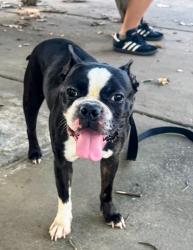 Found/Stray Male Dog last seen Knight Drive Whites Creek, Tn, Nashville, TN 37207