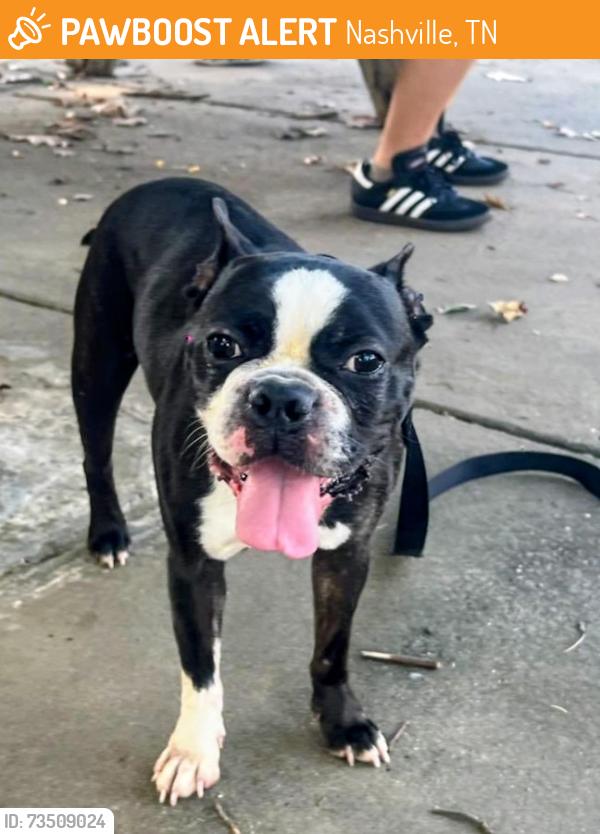 Found/Stray Male Dog last seen Knight Drive Whites Creek, Tn, Nashville, TN 37207