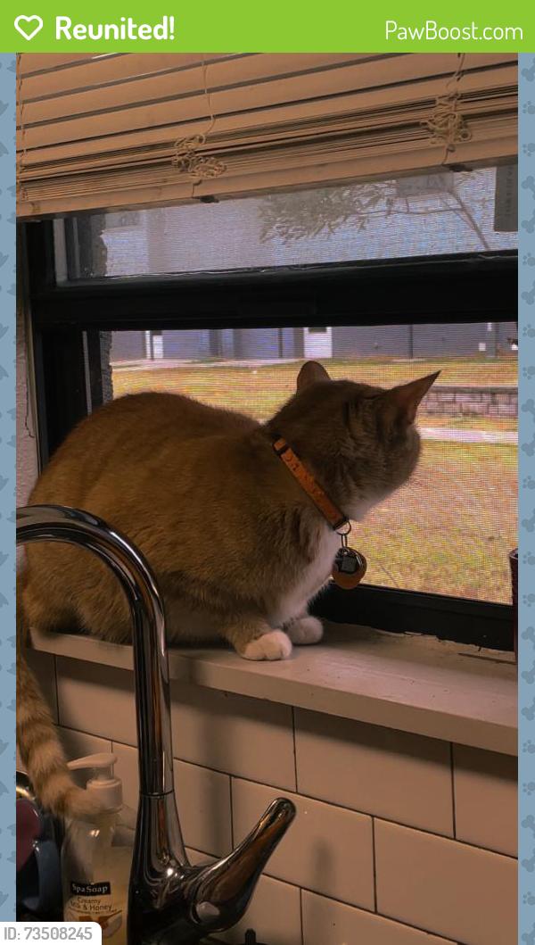Reunited Male Cat last seen There’s a street next to a corner store, there’s a road in the neighborhood, Oklahoma City, OK 73111