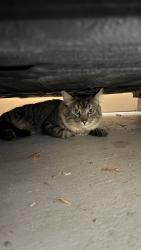 Found/Stray Female Cat last seen Rue Pierre-Corneille, Laval, QC 