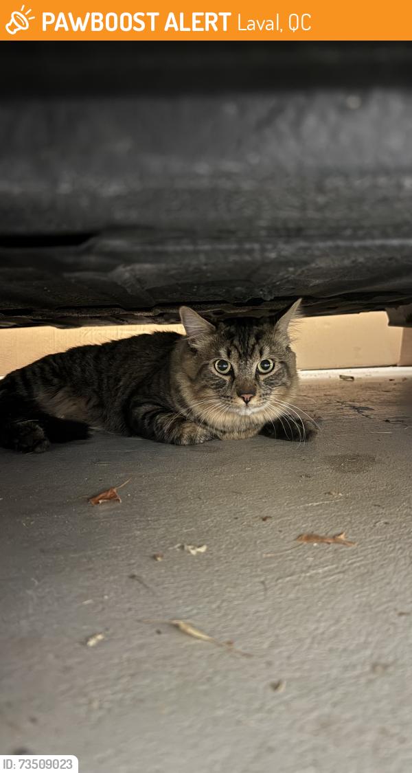 Found/Stray Female Cat last seen Rue Pierre-Corneille, Laval, QC 