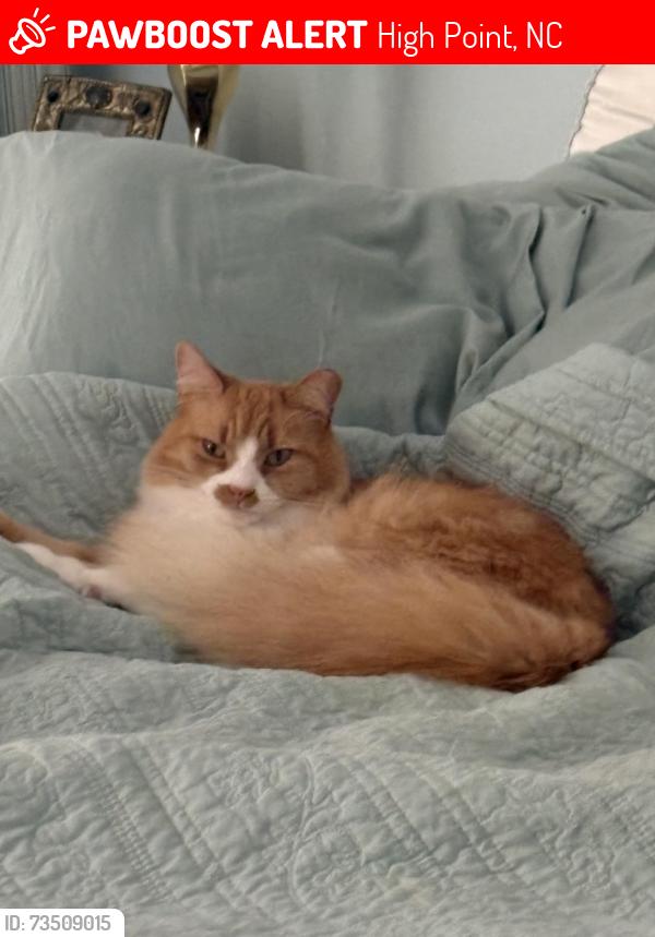 Lost Female Cat last seen Near Sutton Way, HP NC 27265, High Point, NC 27265