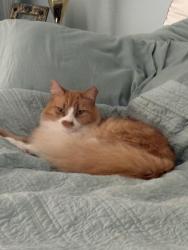 Lost Female Cat last seen Near Sutton Way, HP NC 27265, High Point, NC 27265
