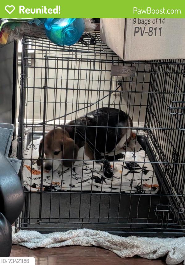 Reunited Unknown Dog last seen mineral springs road and pleasant drive in Durham, Durham County, NC 27703