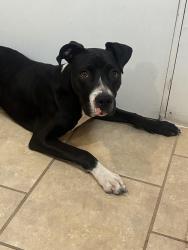 Lost Female Dog last seen socorro road, San Elizario, TX 79849