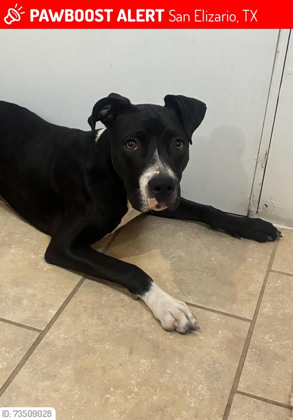 Lost Female Dog last seen socorro road, San Elizario, TX 79849