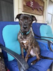 Reunited Male Dog last seen Spring creek nature center, Spring, TX 77386