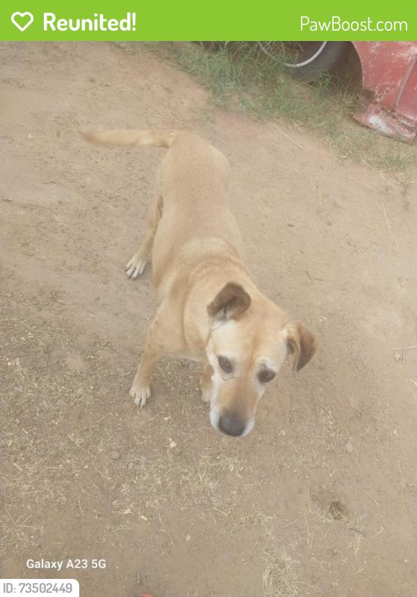 Reunited Female Dog last seen Van buren and central, Avondale, AZ 85323