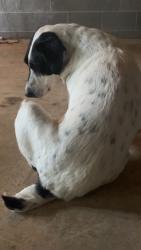Lost Male Dog last seen Covered Bridge Springs Subdivision, Euharlee, GA 30120