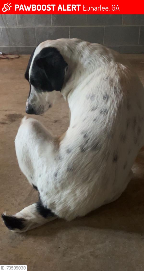 Lost Male Dog last seen Covered Bridge Springs Subdivision, Euharlee, GA 30120