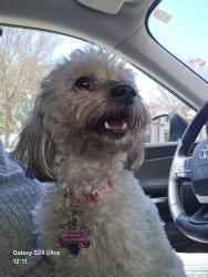Reunited Female Dog last seen Near Crawford High School, Fort Bend County, TX 77583
