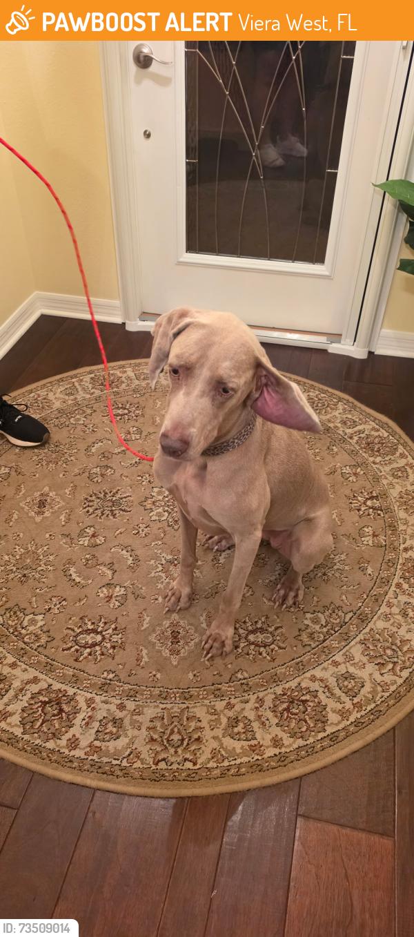 Found/Stray Female Dog last seen Legacy Blvd and Wickham Rd, Viera West, FL 32940