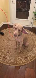 Found/Stray Female Dog last seen Legacy Blvd and Wickham Rd, Viera West, FL 32940