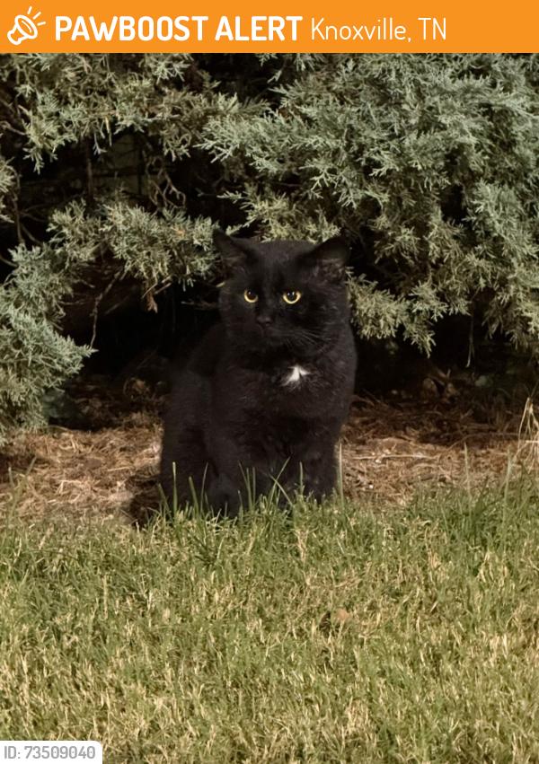 Found/Stray Unknown Cat last seen Food city parking lot, Knoxville, TN 37931