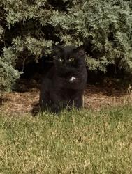 Found/Stray Unknown Cat last seen Food city parking lot, Knoxville, TN 37931