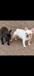Reunited Unknown Dog last seen John Adam’s middle school, Albuquerque, NM 87105