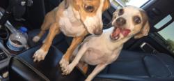 Reunited Female Dog last seen Central and SantaFe, Hemet, CA 92544