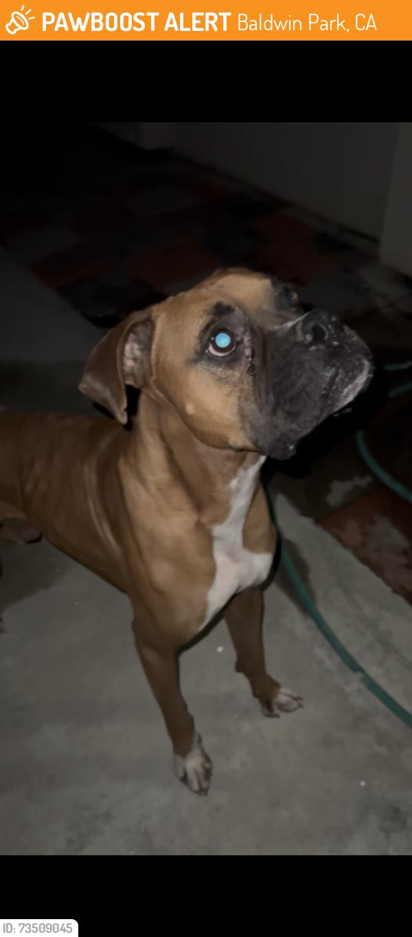 Found/Stray Male Dog last seen St John’s Church, Baldwin Park, CA 91706