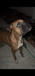 Found/Stray Male Dog last seen St John’s Church, Baldwin Park, CA 91706