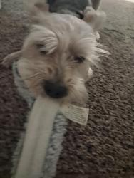 Reunited Female Dog last seen By West Jordan high-school, West Jordan, UT 84088