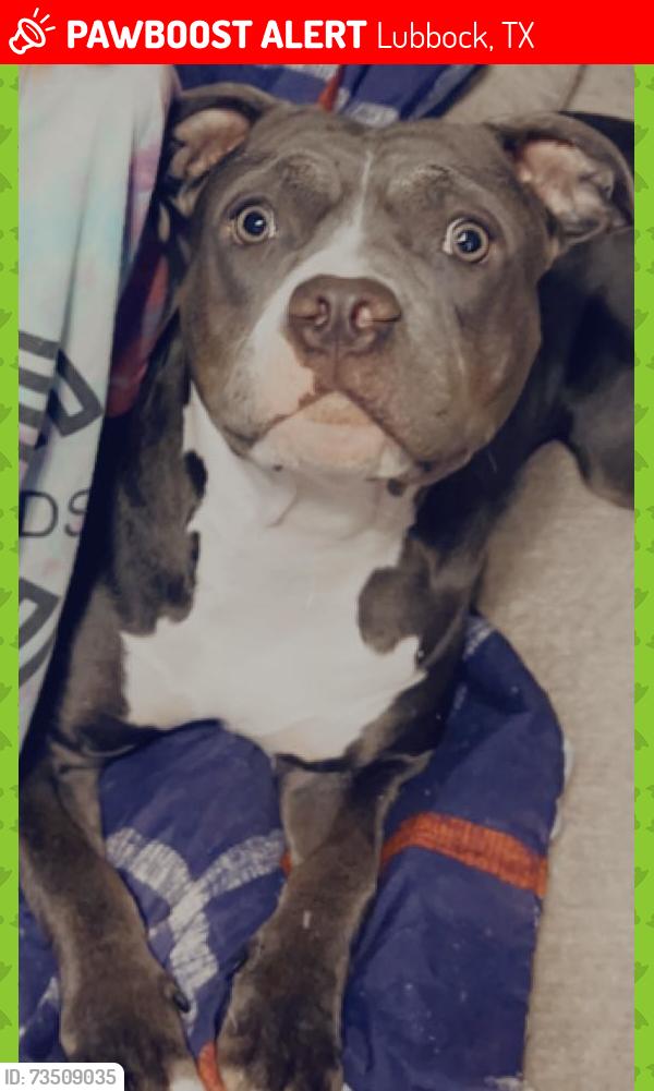 Lost Female Dog last seen IDALOU RD, Lubbock, TX 79403