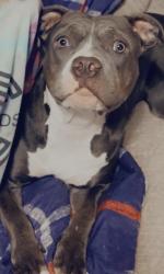 Lost Female Dog last seen IDALOU RD, Lubbock, TX 79403