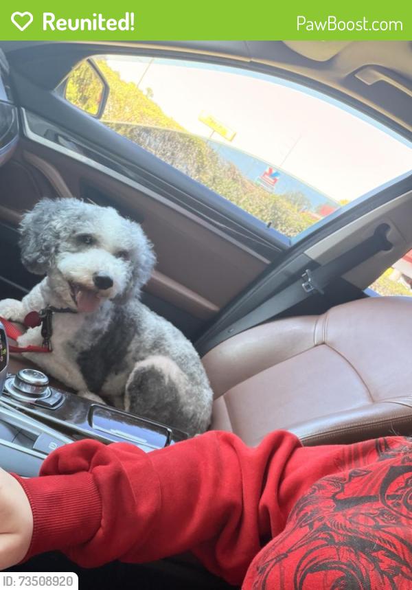 Reunited Male Dog last seen braden run, by walmart, Bradenton, FL 34202