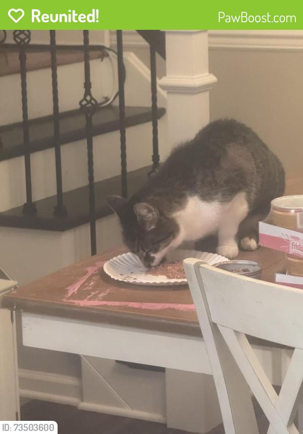 Reunited Female Cat last seen At home, Randolph, NJ 07869