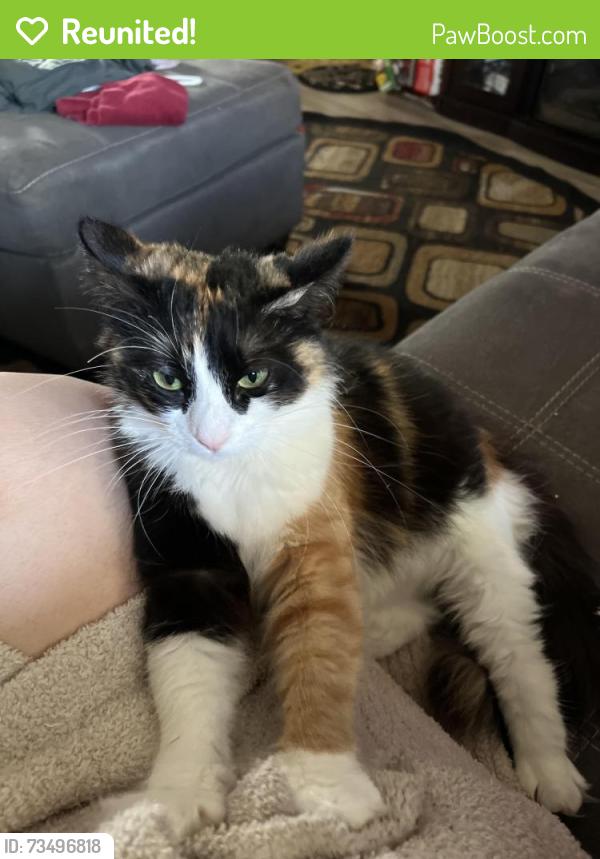 Reunited Female Cat last seen Brookglen Dr, Mooresville, NC 28115