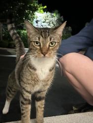 Found/Stray Unknown Cat last seen Lighthouse Cove Mini Golf, Jupiter, FL 33477