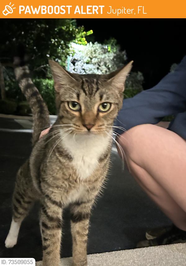 Found/Stray Unknown Cat last seen Lighthouse Cove Mini Golf, Jupiter, FL 33477