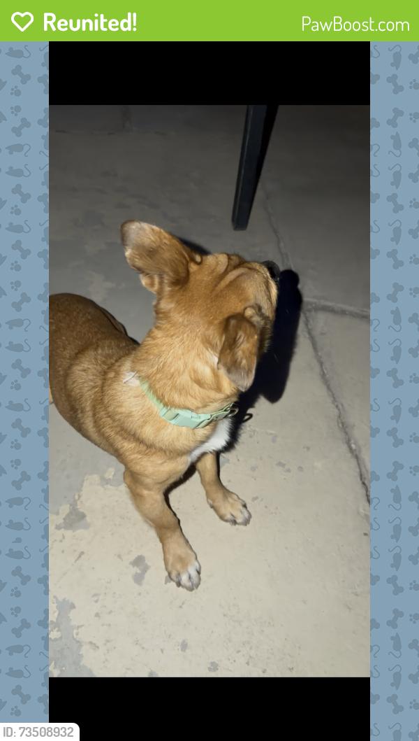 Reunited Male Dog last seen Saylor Way and Vegas, Las Vegas, NV 89108