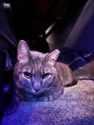 Reunited Male Cat last seen Oakdale and Saticoy, Los Angeles, CA 91306
