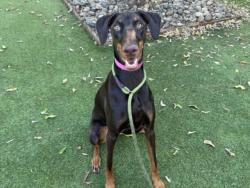 Shelter Stray Female Dog last seen , 14409 Vanowen St, Van Nuys, CA 91405, USA