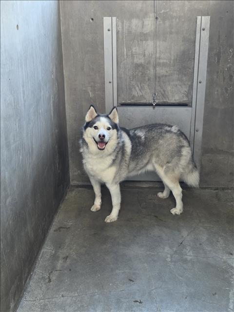 Shelter Stray Male Dog last seen , 14409 Vanowen St, Van Nuys, CA 91405, USA