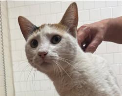 Shelter Stray Female Cat last seen , 600 Aviation Dr, Camarillo, CA 93010, USA