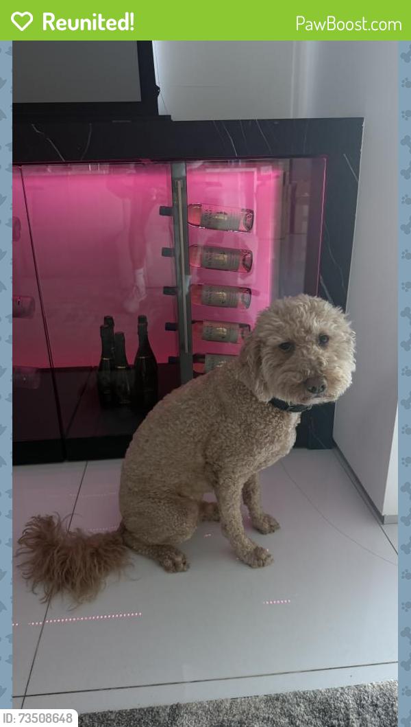 Reunited Male Dog last seen Sunset and queens road, West Hollywood, CA 90069