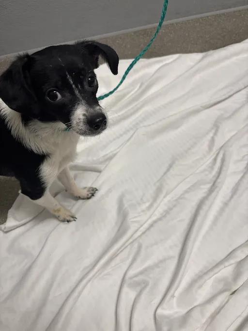 Shelter Stray Female Dog last seen CHARLESTON AND SLOAN, 655 N Mojave Rd, Las Vegas, NV 89101, USA