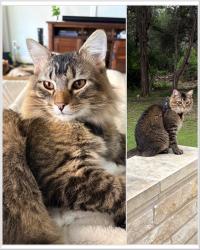 Lost Male Cat last seen Round Mountain Baptist Church, Fulkes Rd, Travis County ESD 1 Fire Station 104, Leander, TX 78641