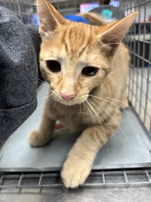Shelter Stray Male Cat last seen Near BLOCK RAINY SKY AVE BLOCK, 655 N Mojave Rd, Las Vegas, NV 89101, USA